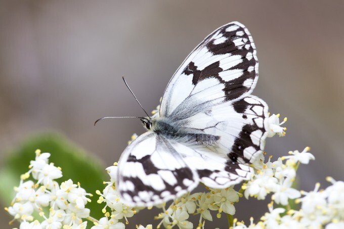Marbled White Melanargia galathea butterfly on white flowers